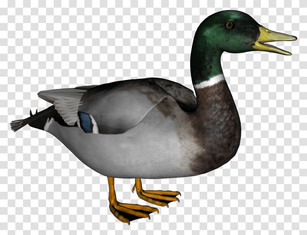 Download Duck, Bird, Animal, Waterfowl, Mallard Transparent Png