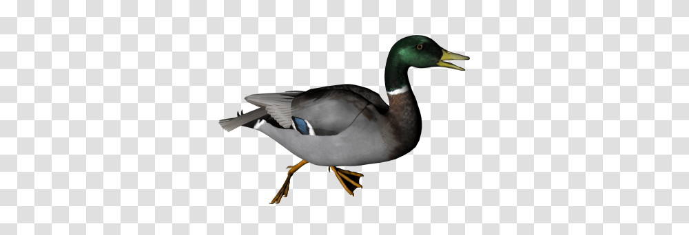 Download Duck Free Image And Clipart, Bird, Animal, Waterfowl, Mallard Transparent Png