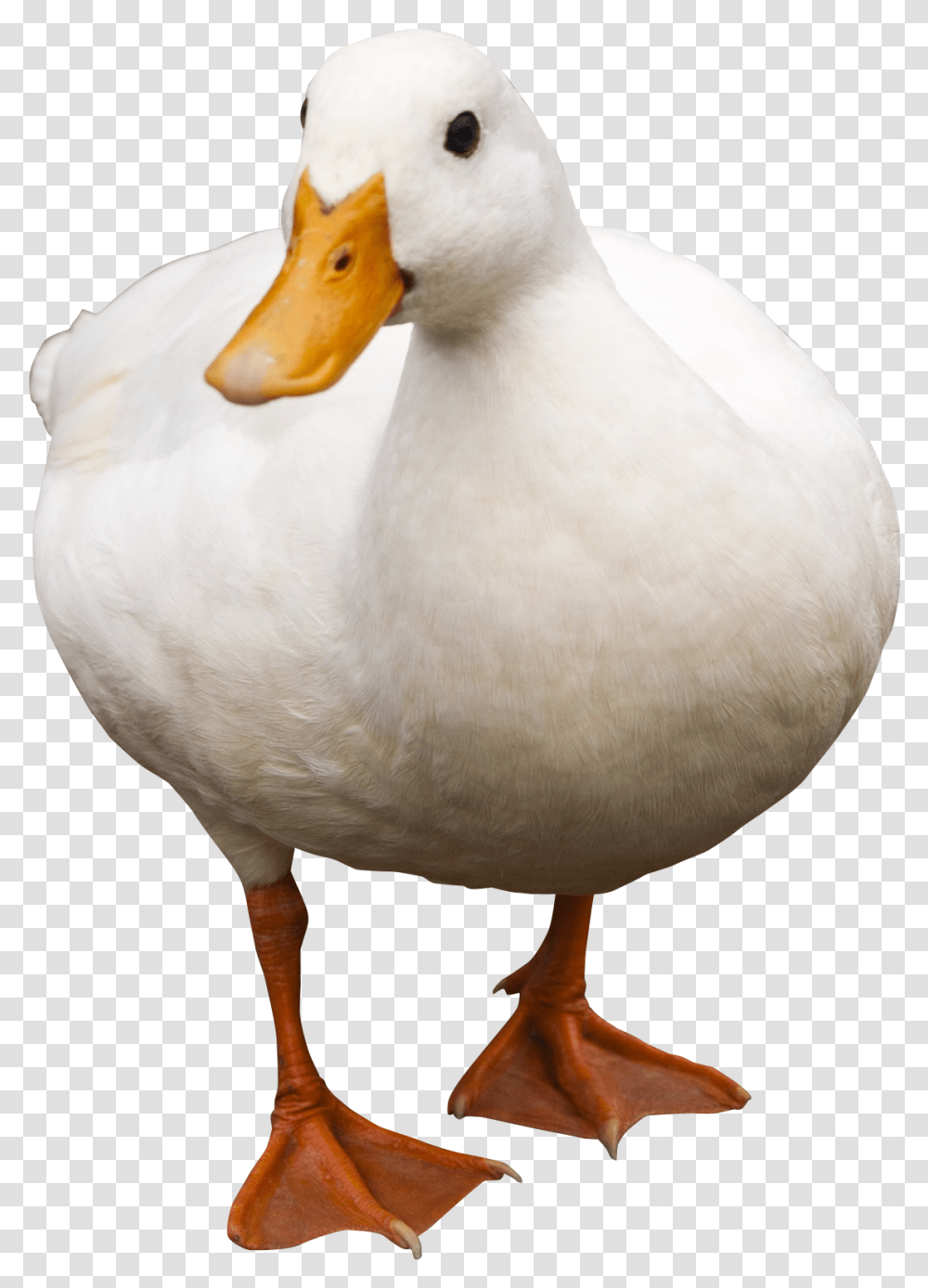 Download Duck Walking Image For Free Duck, Bird, Animal, Beak, Waterfowl Transparent Png