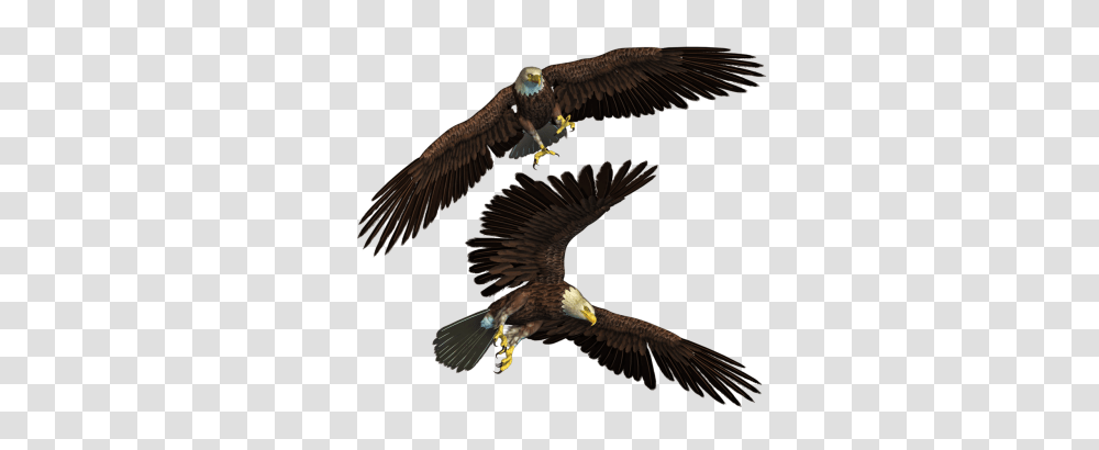 Download Eagle Free Image And Clipart, Bird, Animal, Bald Eagle, Flying Transparent Png