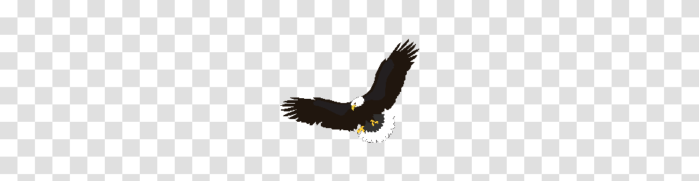 Download Eagle Free Photo Images And Clipart Freepngimg, Bird, Animal, Bald Eagle, Flying Transparent Png