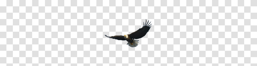 Download Eagle Free Photo Images And Clipart Freepngimg, Bird, Animal, Bald Eagle, Flying Transparent Png