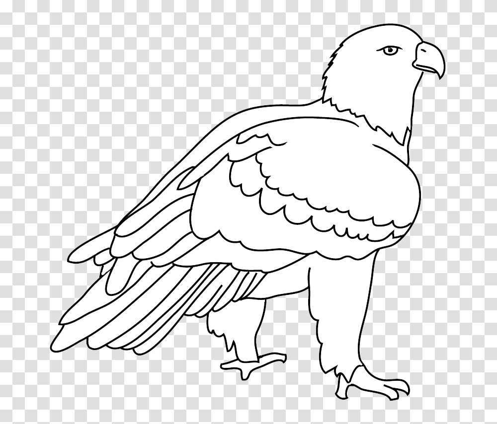 Download Eagles Birds Drawing Bald Eagle Black And White Clipart, Vulture, Animal, Dog, Pet Transparent Png