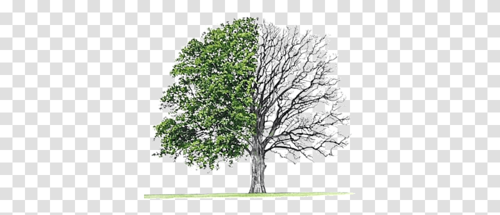 Download Earth Day Special April Bur Oak Tree Image Hardwood Softwoods, Plant, Flower, Blossom, Tree Trunk Transparent Png