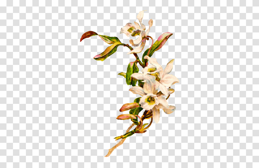 Download Easter Flower Free Image And Clipart, Plant, Blossom, Acanthaceae, Amaryllidaceae Transparent Png