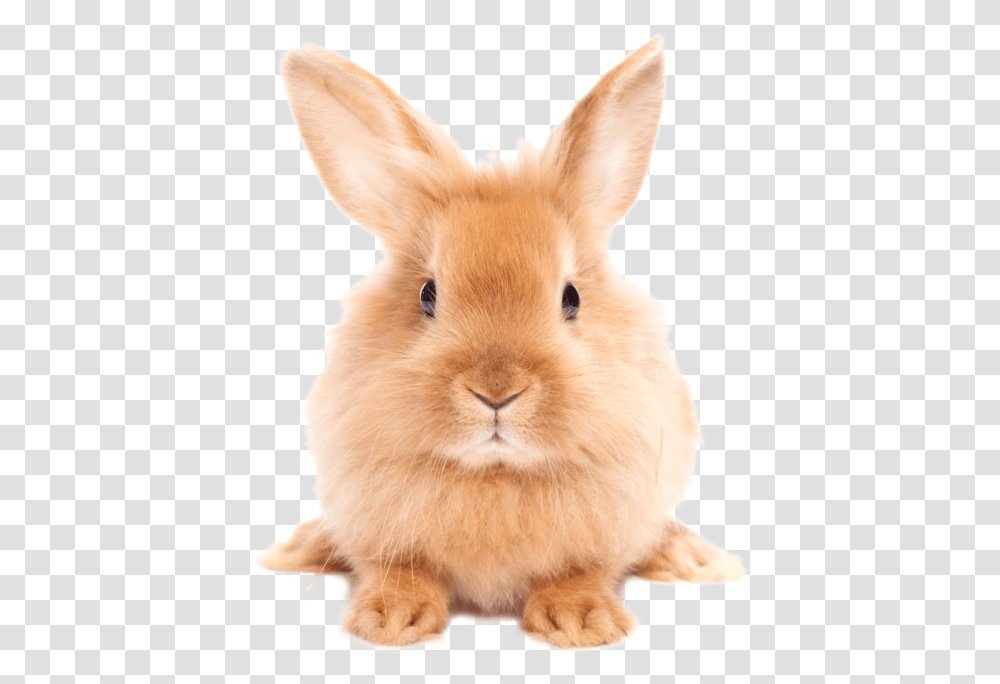 Download Easter Rabbit Hd Rabbit, Animal, Mammal, Rodent, Bunny Transparent Png