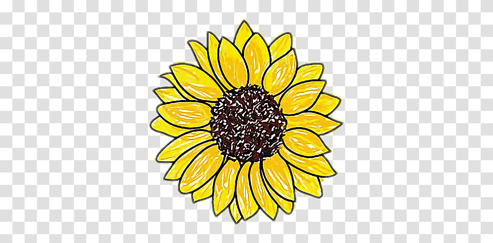 Download Easy Drawing Of A Sunflower Sunflower Drawing Background, Plant, Blossom, Petal, Treasure Flower Transparent Png