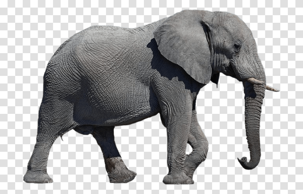 Download Elephant Background, Wildlife, Mammal, Animal Transparent Png