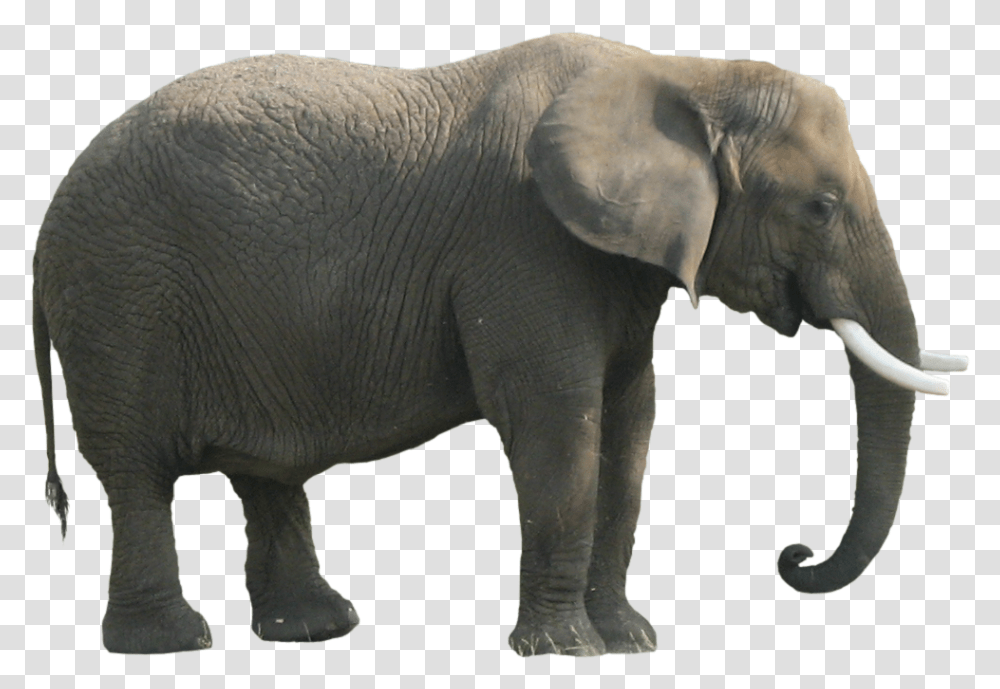 Download Elephant Clipart Body Parts Of An Elephant, Wildlife, Mammal, Animal, Statue Transparent Png