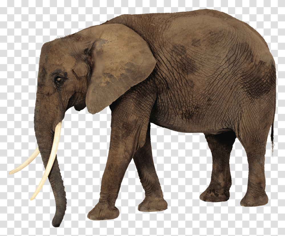 Download Elephant Elephant, Wildlife, Mammal, Animal Transparent Png