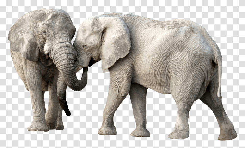 Download Elephant Fight Image For Free Elephants, Wildlife, Mammal, Animal Transparent Png