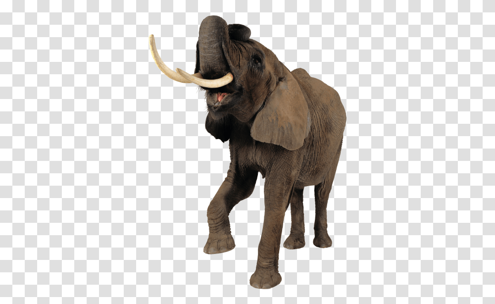 Download Elephant Free Image And Clipart Elephant, Wildlife, Mammal, Animal, Ivory Transparent Png