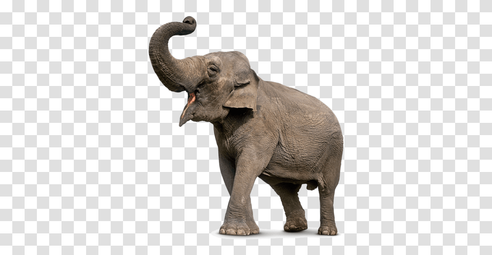 Download Elephant Free Image And Clipart Elephant, Wildlife, Mammal, Animal Transparent Png