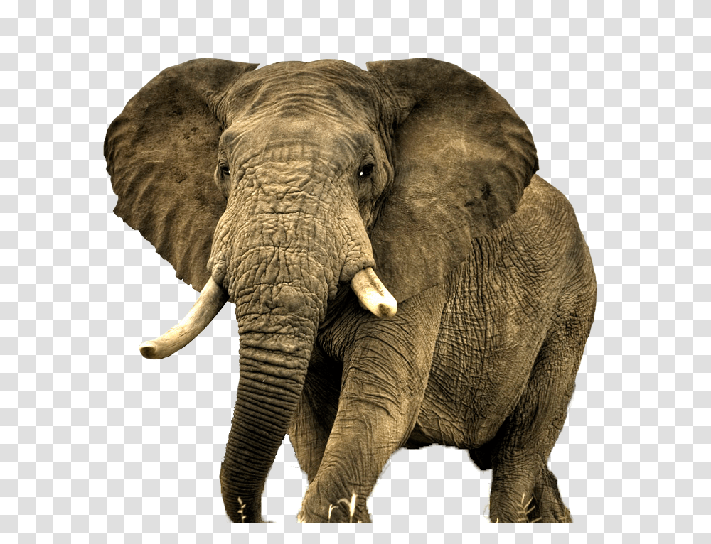 Download Elephant Free Most Beautiful Animal In Africa, Wildlife, Mammal, Ivory Transparent Png