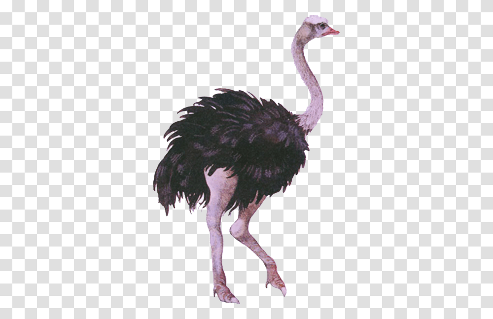 Download Emu Emu, Ostrich, Bird, Animal, Kiwi Bird Transparent Png