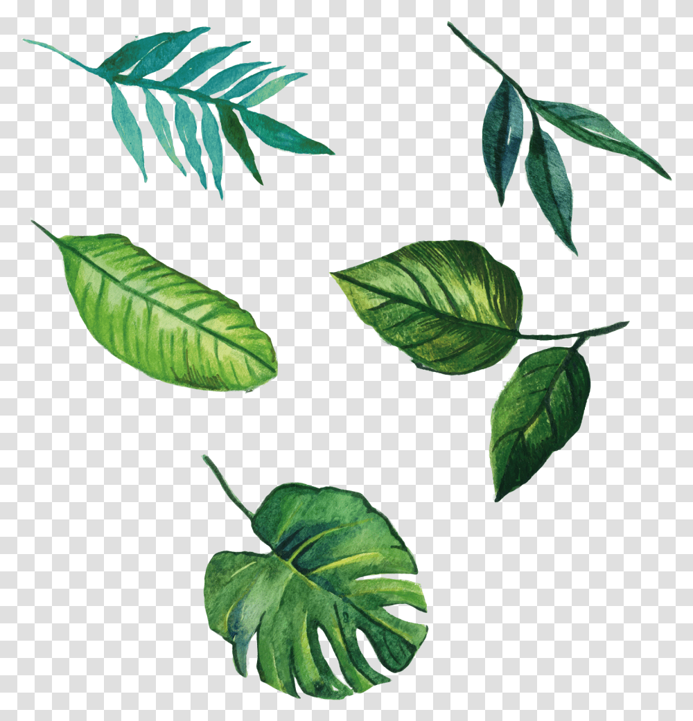Download Euclidean Leaves Vector Leaf Hand Painted Free Leaves Watercolor, Plant, Veins, Green, Annonaceae Transparent Png