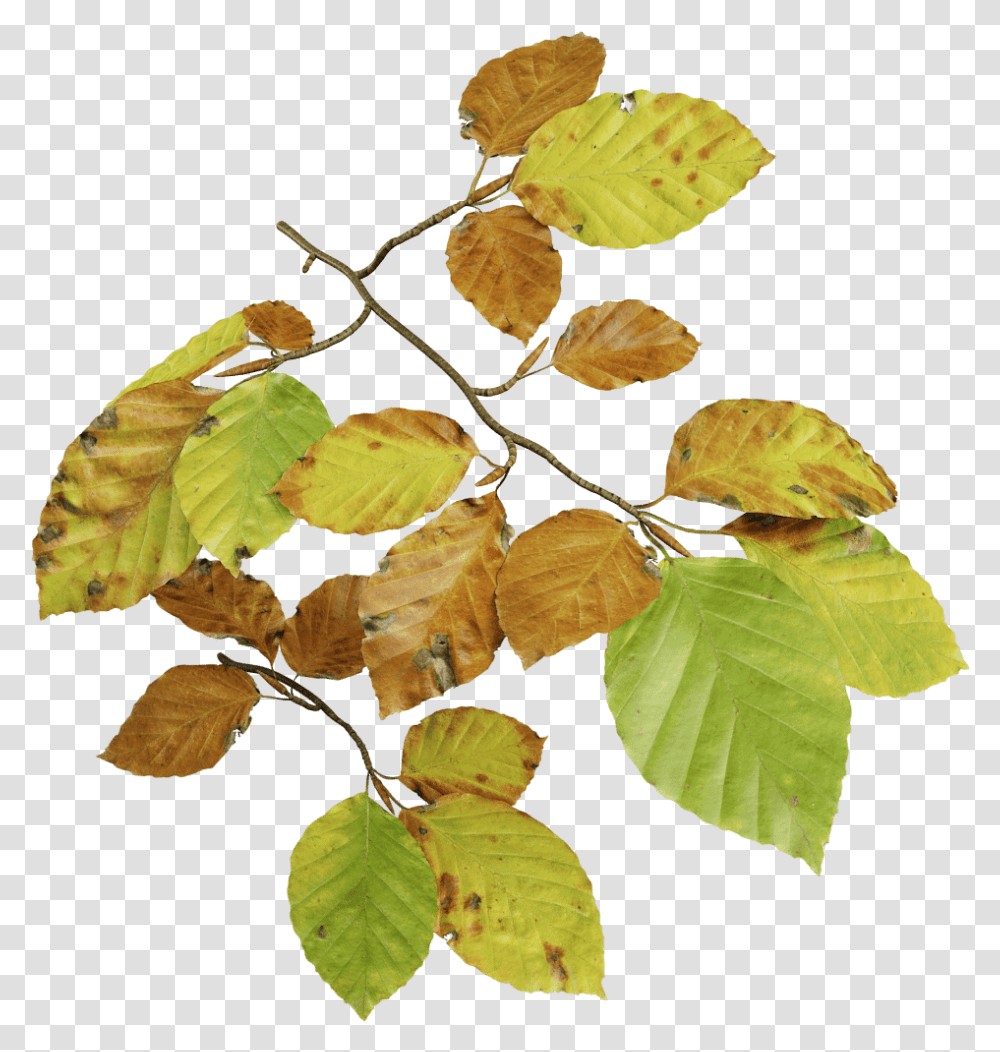 Download European Beech Fall Beech Leaf Deciduous Beech Tree Leaves, Plant, Veins, Flower, Blossom Transparent Png