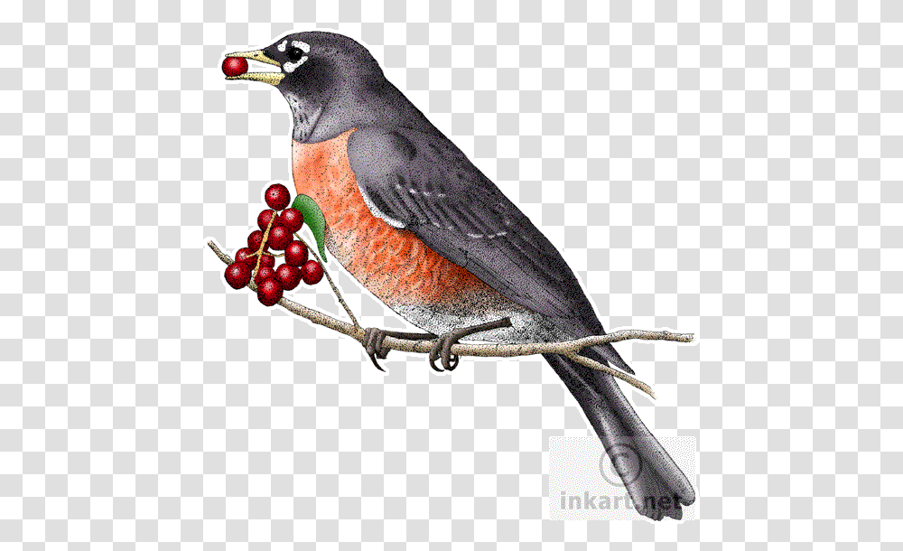 Download European Robin Clipart For Connecticut Animals, Bird, Plant, Jay, Finch Transparent Png