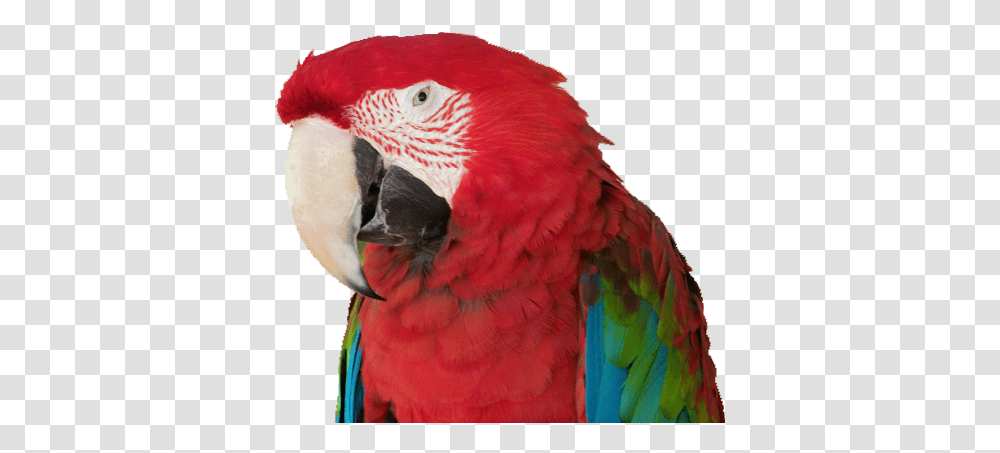 Download Exotic Parrot Parrot Image With No Background Bird Face Parrot, Macaw, Animal, Chicken, Poultry Transparent Png