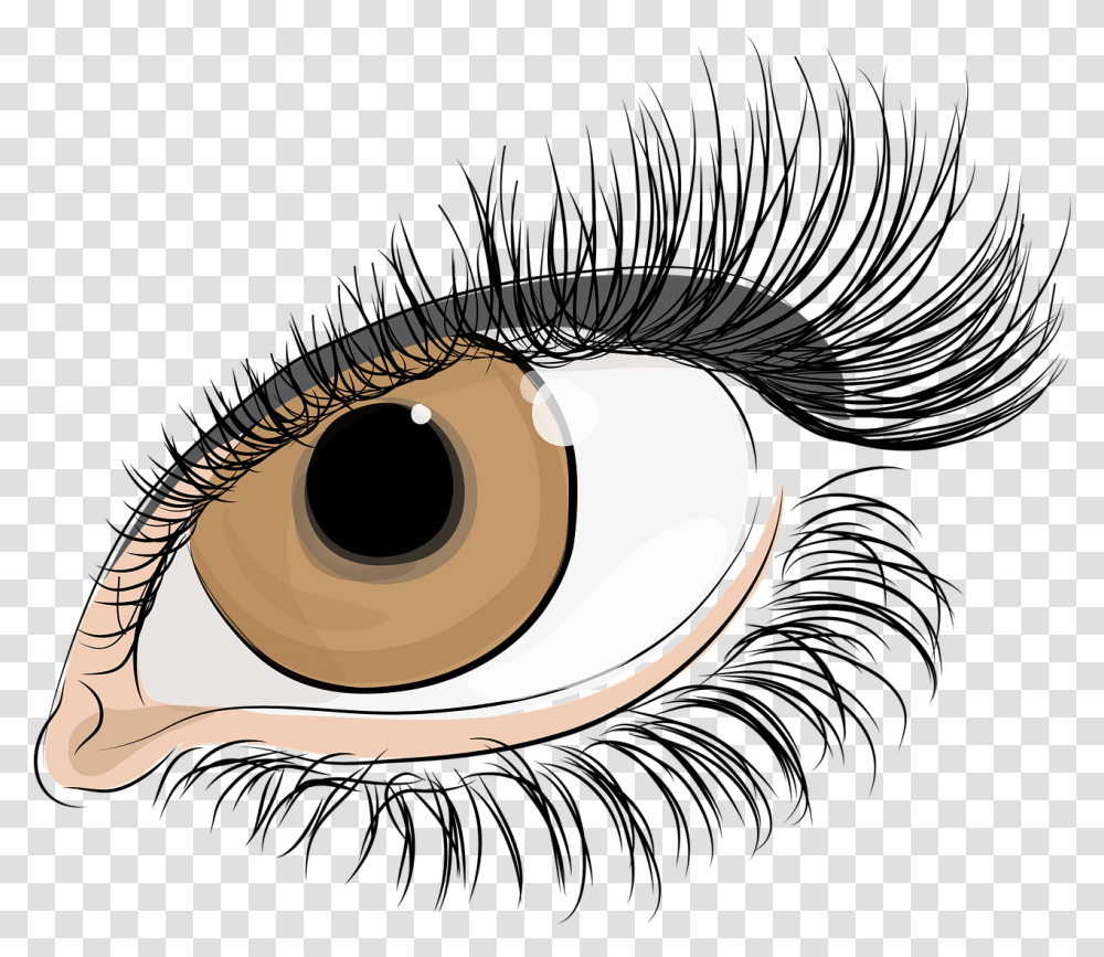 Download Eyelashes Drawing Watercolor Eyelash Parts Of Body, Animal, Invertebrate, Contact Lens, Clam Transparent Png