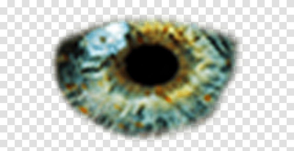 Download Eyes 768x567 Color Blue Eyes, Invertebrate, Animal, Sea Life, Sea Anemone Transparent Png