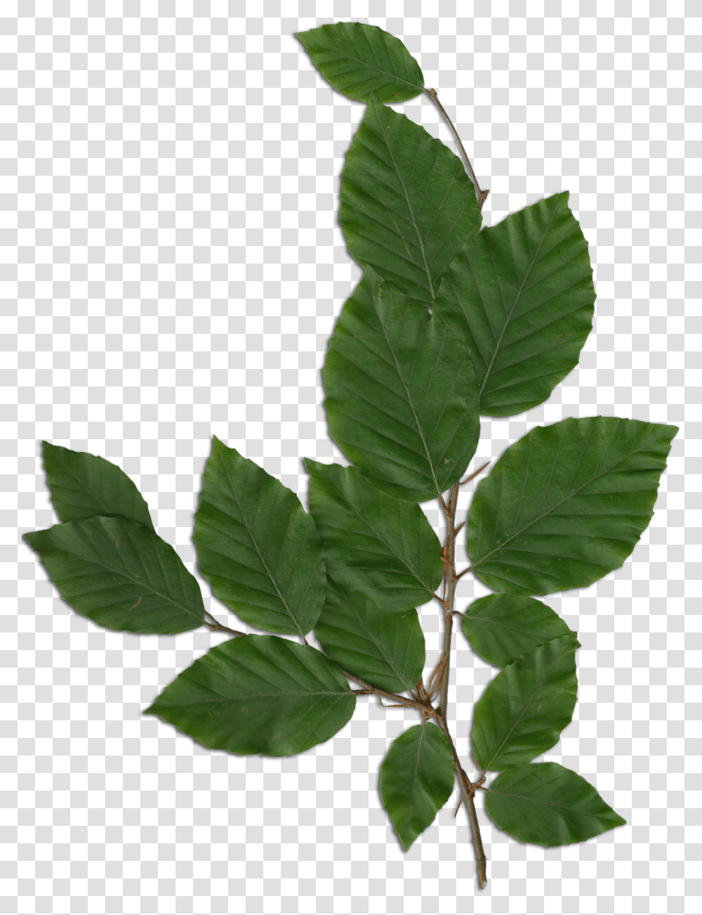Download Fagus Foliage Foliage, Leaf, Plant, Veins, Acanthaceae Transparent Png