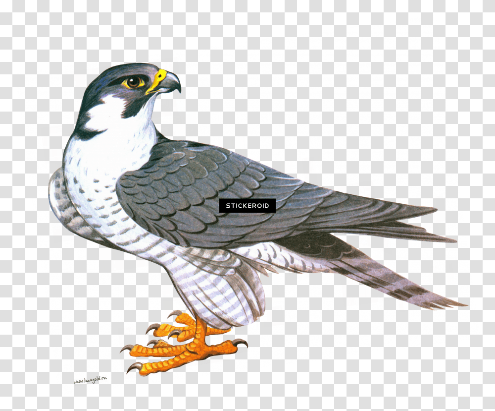 Download Falcon Animals Falcon Clipart Transparent Png