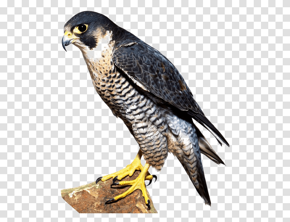 Download Falcon Image Falcon Bird, Animal, Hawk, Buzzard, Accipiter Transparent Png