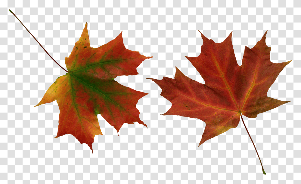 Download Fall Images Red Leaves Falling Transparent Png