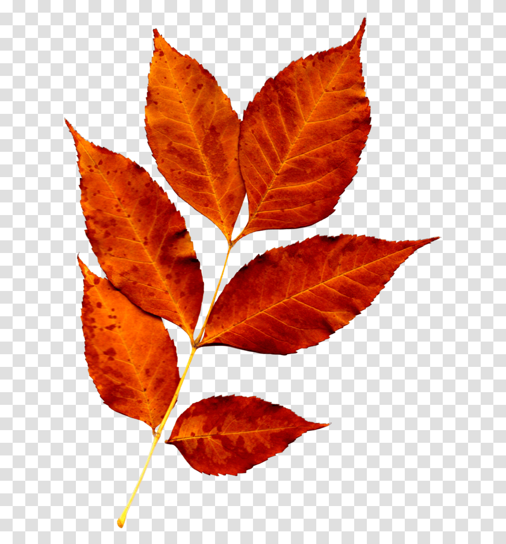 Download Fall Leaves Pictures Leaf Flowers High Resolution Fall Leaves, Plant, Veins, Maple Leaf, Tree Transparent Png