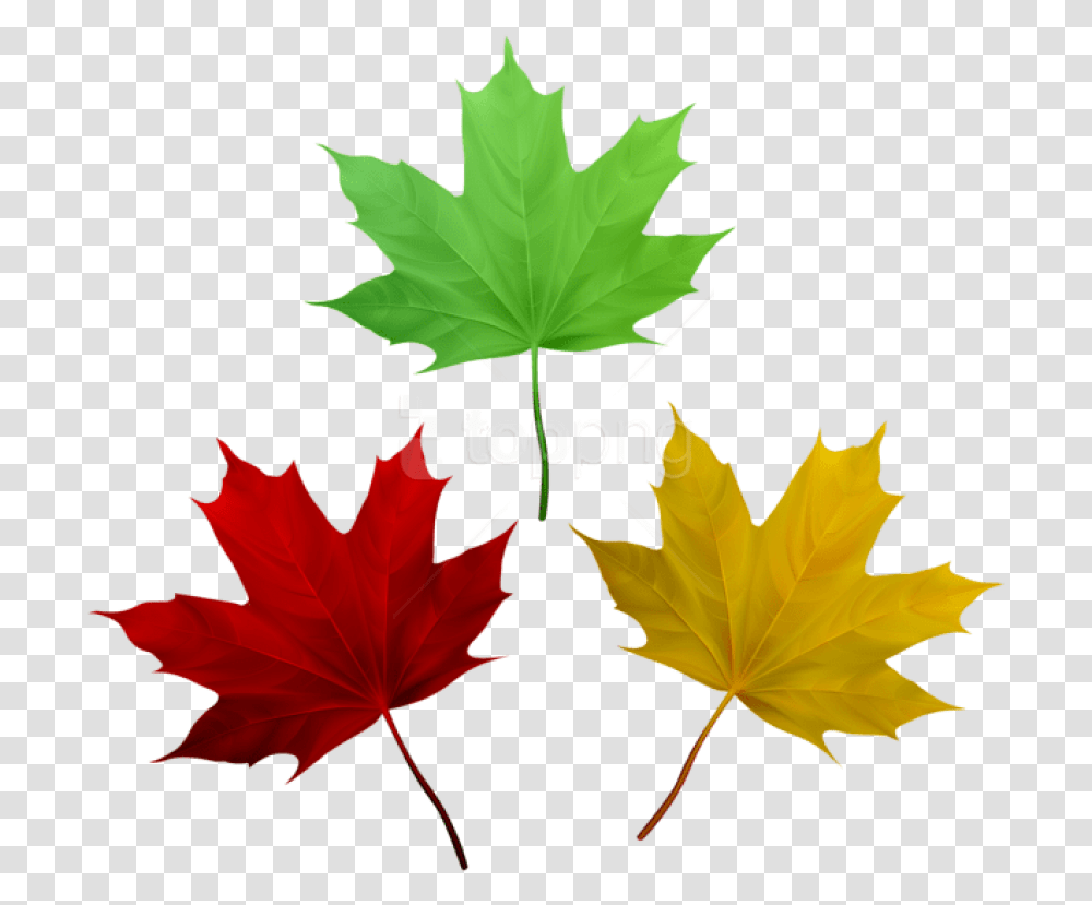 Download Fall Leaves Set Clipart Photo Maple Leaves Free Clipart, Leaf, Plant, Maple Leaf, Tree Transparent Png
