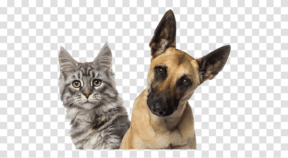 Download Family Member Animal Hospital Puppies And Kittens, German Shepherd, Dog, Pet, Canine Transparent Png