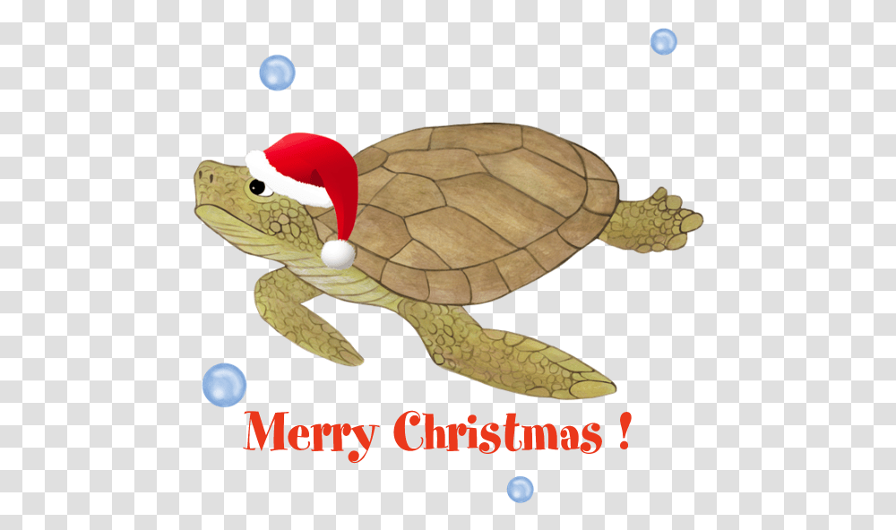 Download Favorite Merry Christmas Sea Turtle Image Turtle Christmas Background, Reptile, Sea Life, Animal, Tortoise Transparent Png