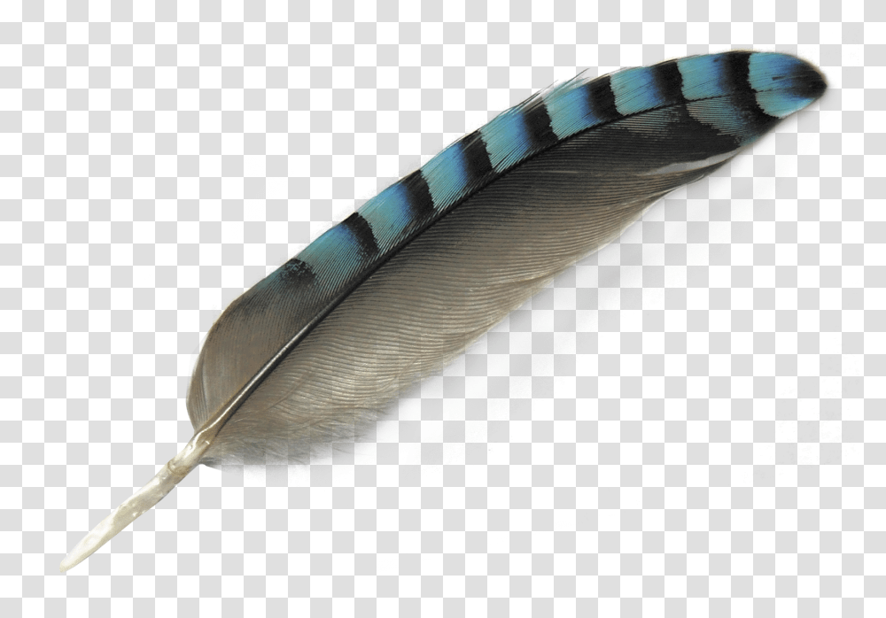 Download Feather Image For Free Bird Feather Background, Water, Fish, Animal, Sea Life Transparent Png