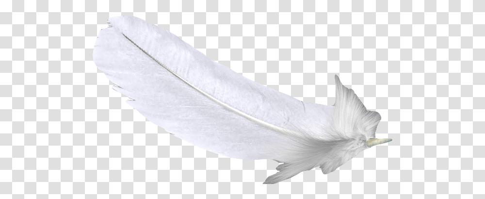 Download Feather White U767du8272u7fbdu6bdb Free Hq Image Bird, Petal, Flower, Plant, Blossom Transparent Png