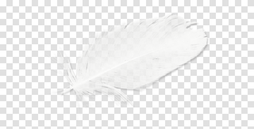 Download Feathers White Black Feather Hd Image Free Line Art, Leaf, Plant, Bird, Drawing Transparent Png