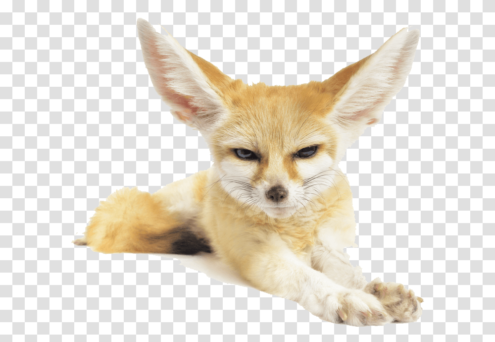 Download Fennec Fox Pic Clipart Fennec Fox Background, Kit Fox, Canine, Wildlife, Mammal Transparent Png