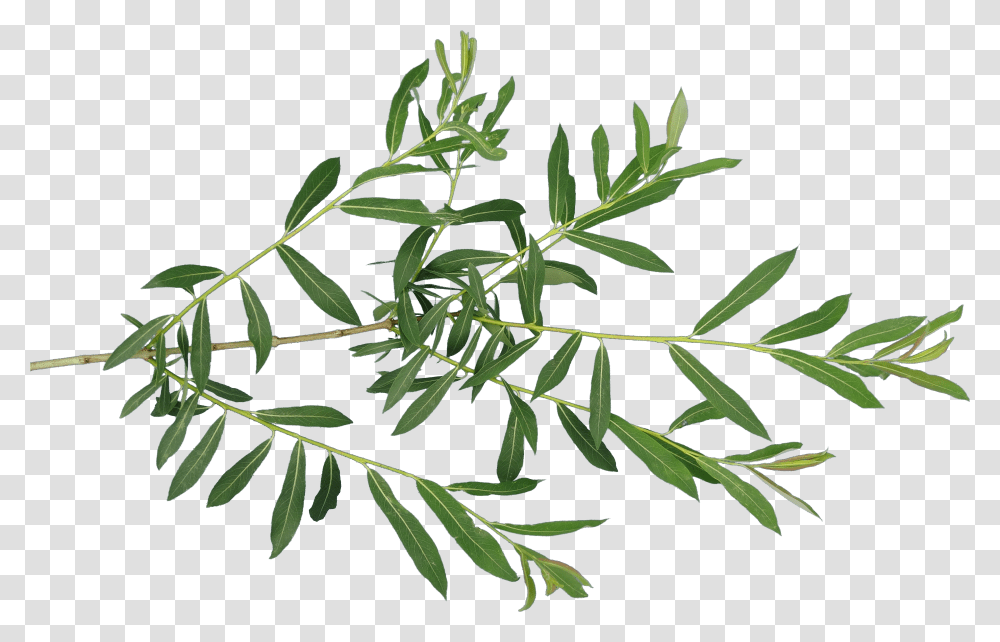 Download Fern Leaf Leaves Texture Vetches Transparent Png