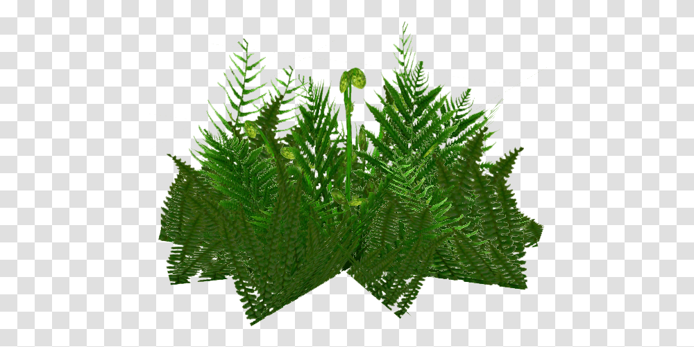 Download Ferns Vertical, Plant, Leaf, Moss Transparent Png