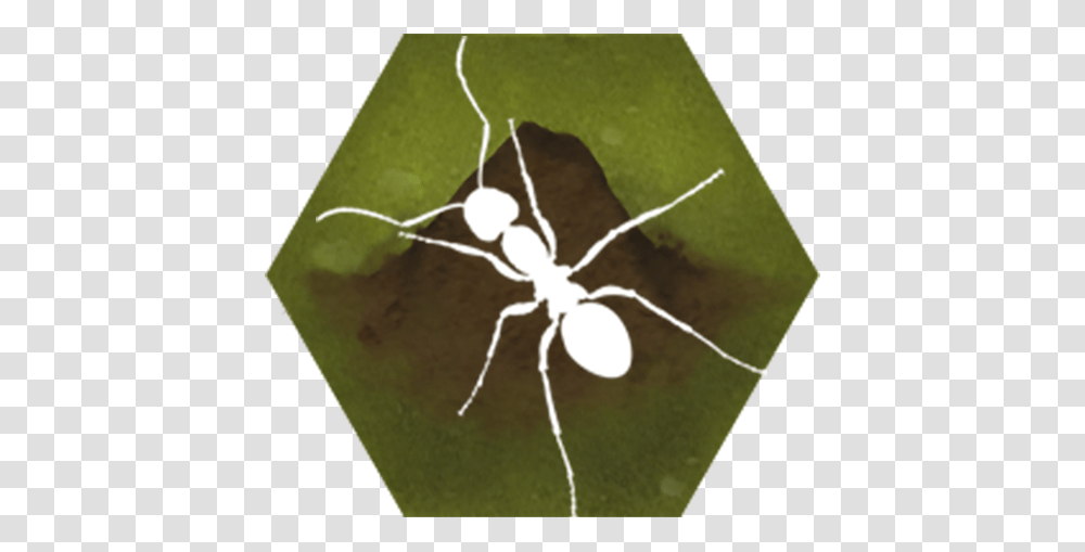 Download Finally Ants Apk For Android Ant, Insect, Invertebrate, Animal, Spider Transparent Png