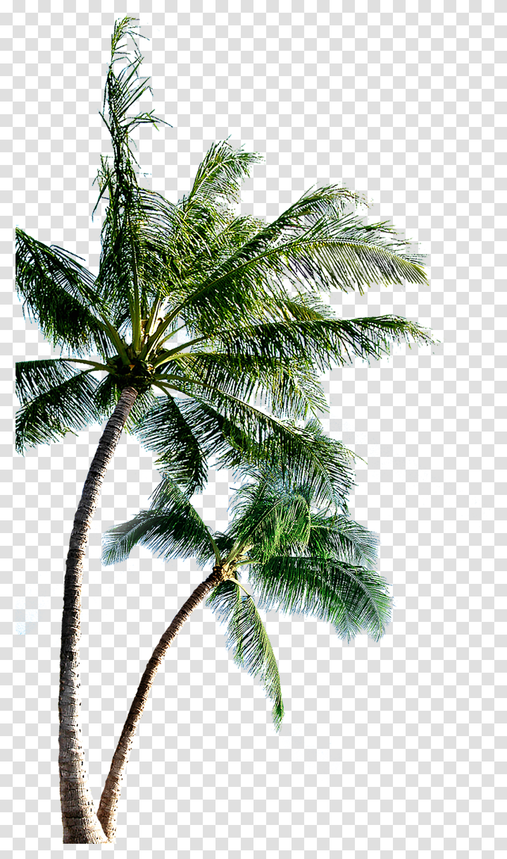 Download Fir Autocad Family Island Scalable Pine Vector Hq Coconut Tree Images, Plant, Palm Tree, Leaf, Outdoors Transparent Png