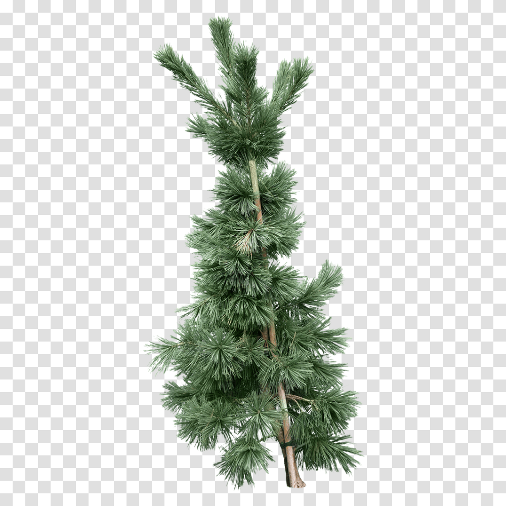 Download Fir Tree Fir, Plant, Christmas Tree, Ornament, Pine Transparent Png