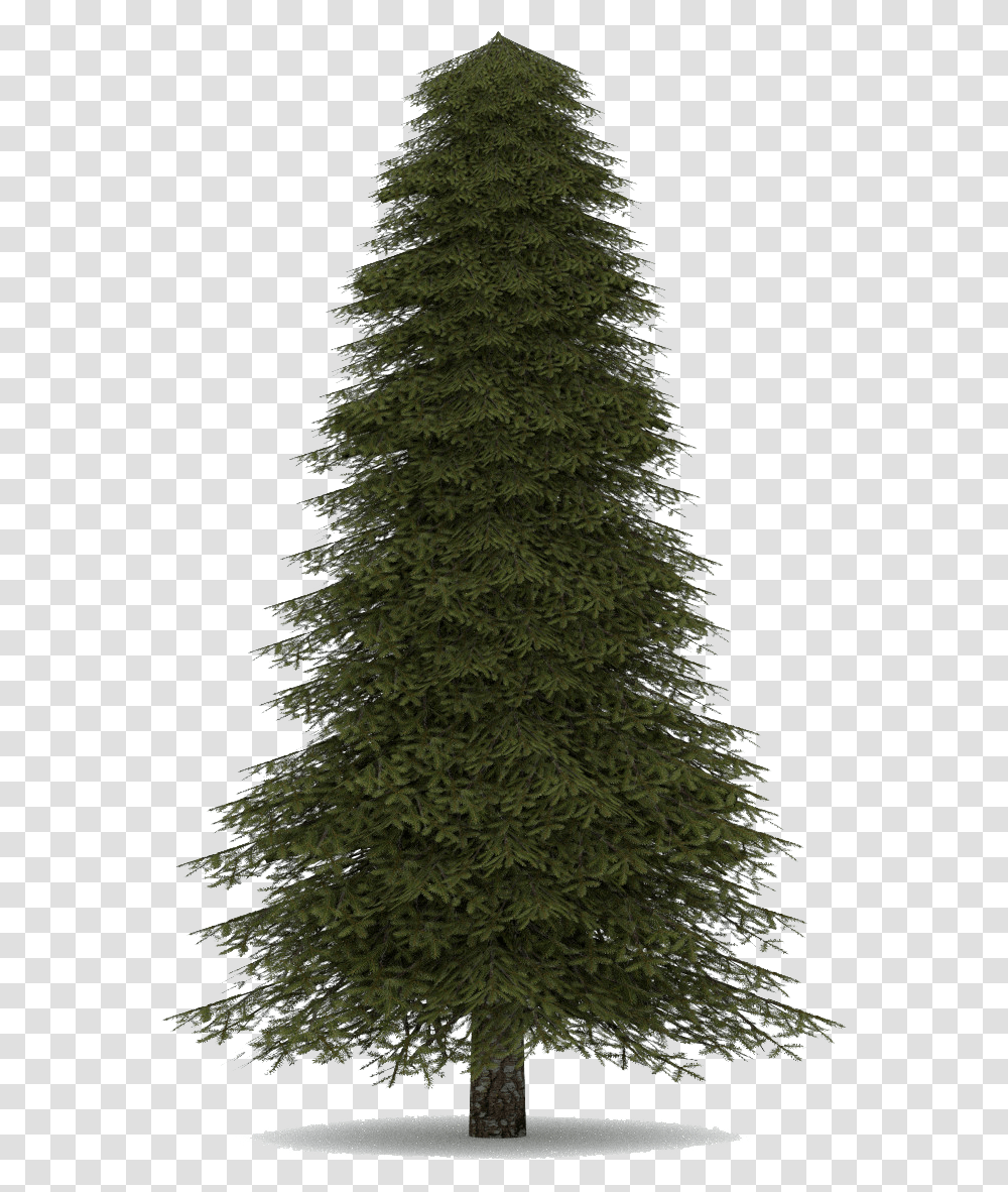 Download Fir Tree Image, Christmas Tree, Ornament, Plant, Abies Transparent Png
