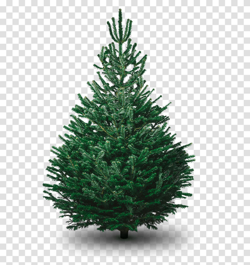 Download Fir Tree Photo Plain Christmas Tree Nordmann, Ornament, Plant, Pine, Abies Transparent Png