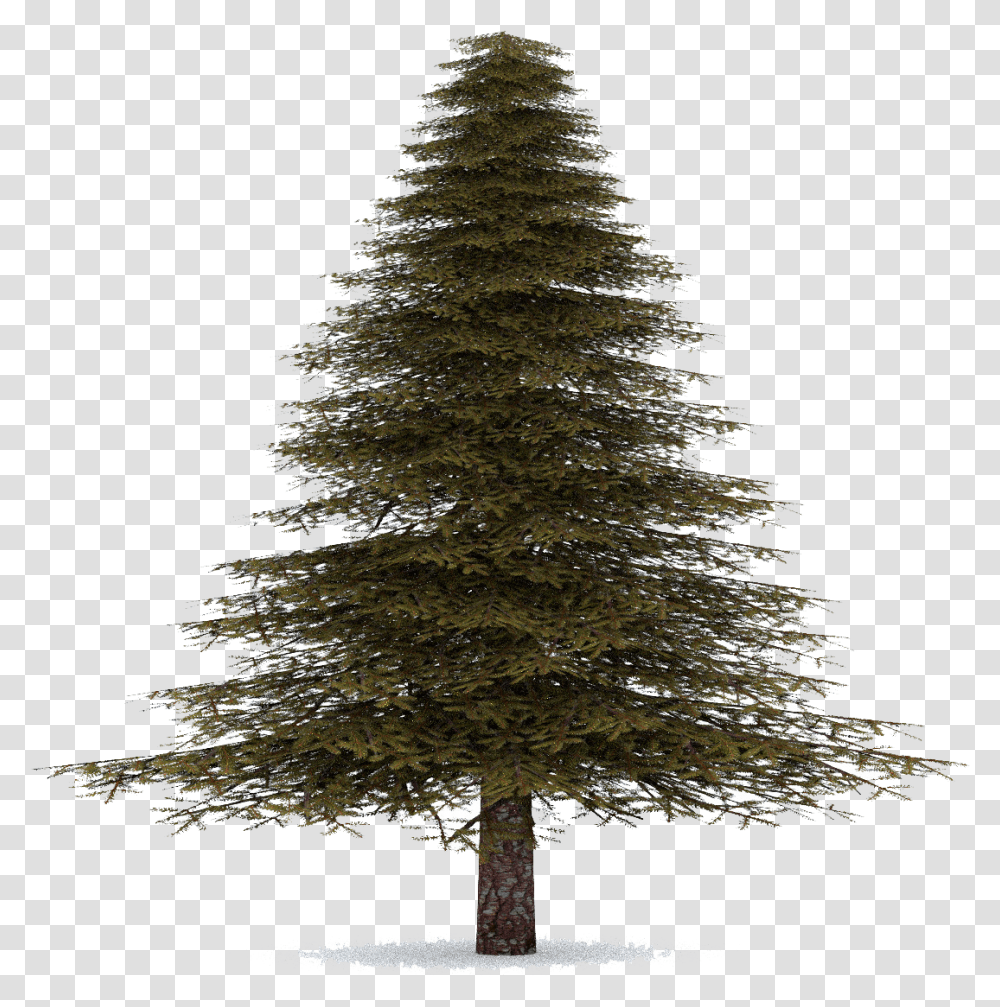 Download Fir Tree Pine Tree No Background, Plant, Ornament, Christmas Tree, Abies Transparent Png