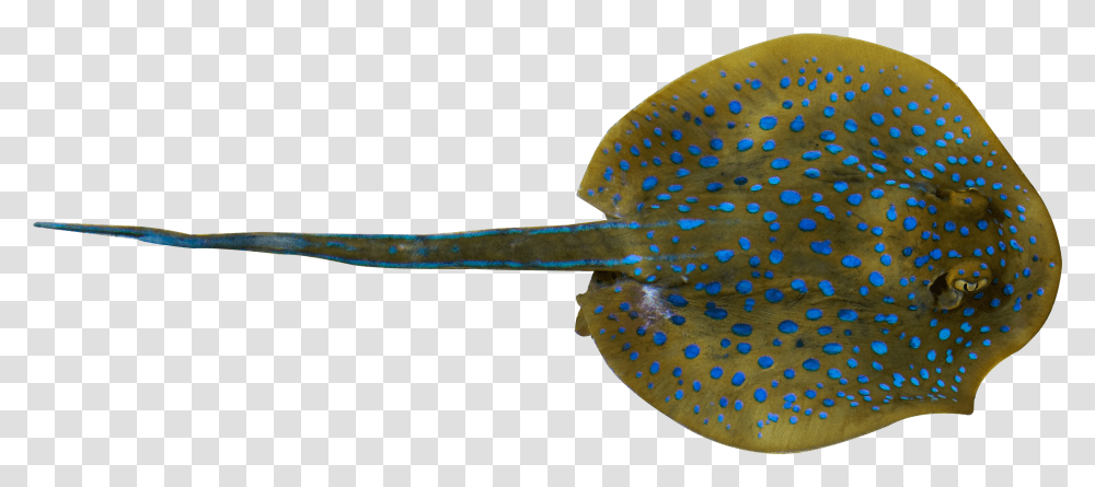 Download Fish Whiptail Stingray Deep, Car, Vehicle, Transportation, Automobile Transparent Png