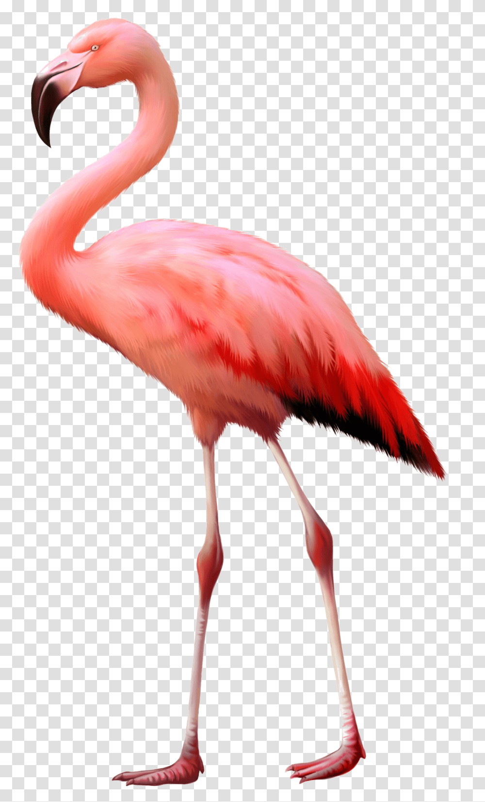 Download Flamingo Background Image Background Flamingo, Bird, Animal, Beak Transparent Png