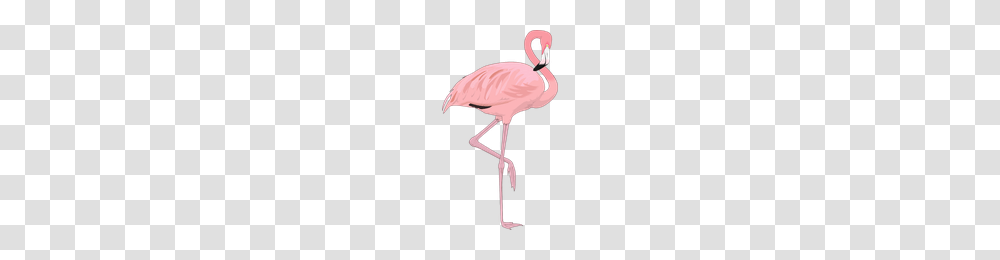 Download Flamingo Category Clipart And Icons Freepngclipart, Bird, Animal Transparent Png