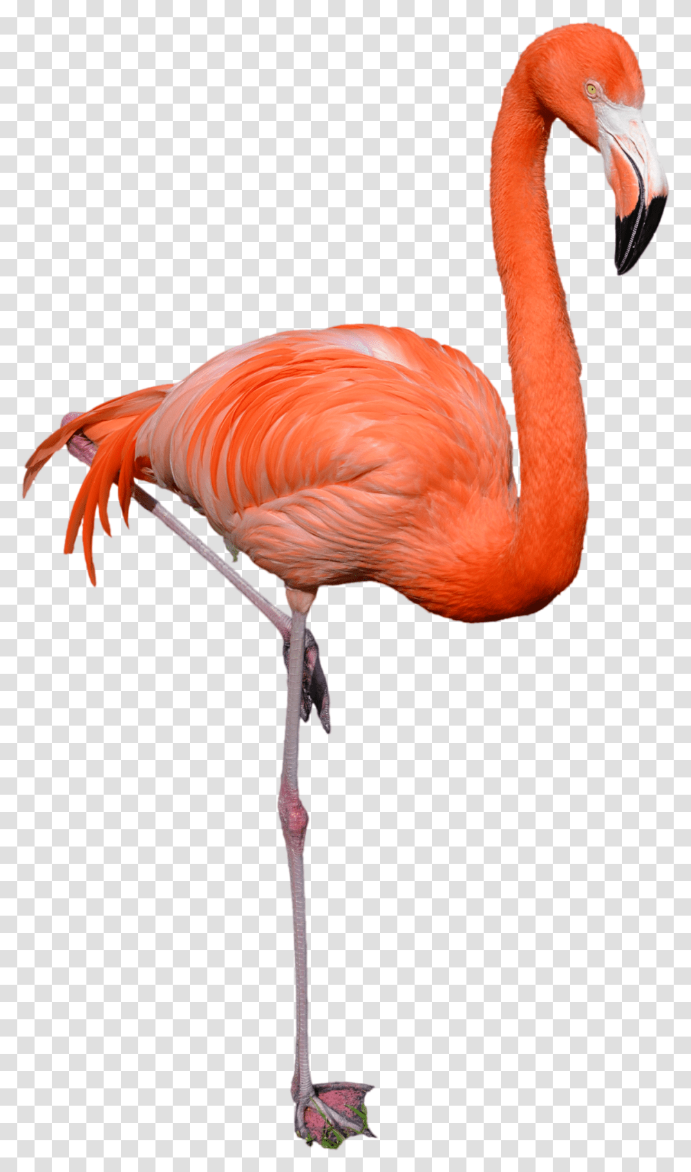 Download Flamingo Clipart Flamingo, Bird, Animal, Beak Transparent Png