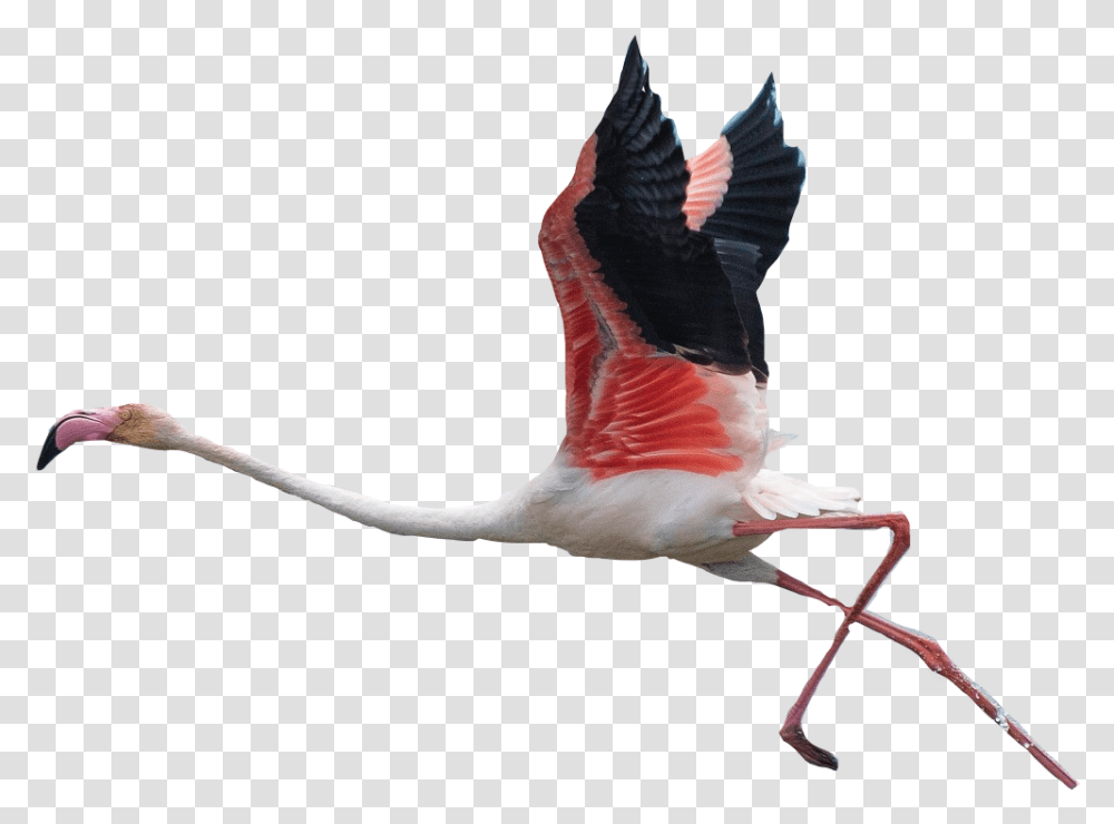 Download Flamingo Clipart Flying Flying Flamingo Background, Bird, Animal Transparent Png